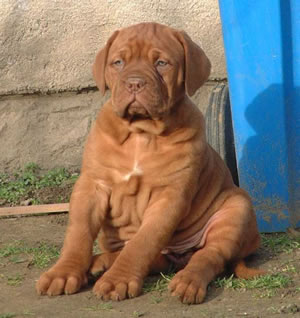 bouba