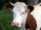 la vache 