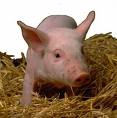 le cochon 